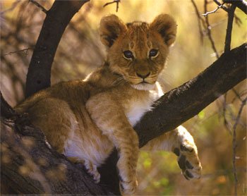 lion cub