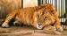 ruský ligr -kríženec tigra a lva